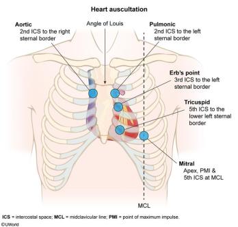 Heart Auscultation